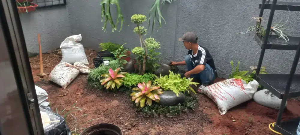 Kolam ikan cod murah