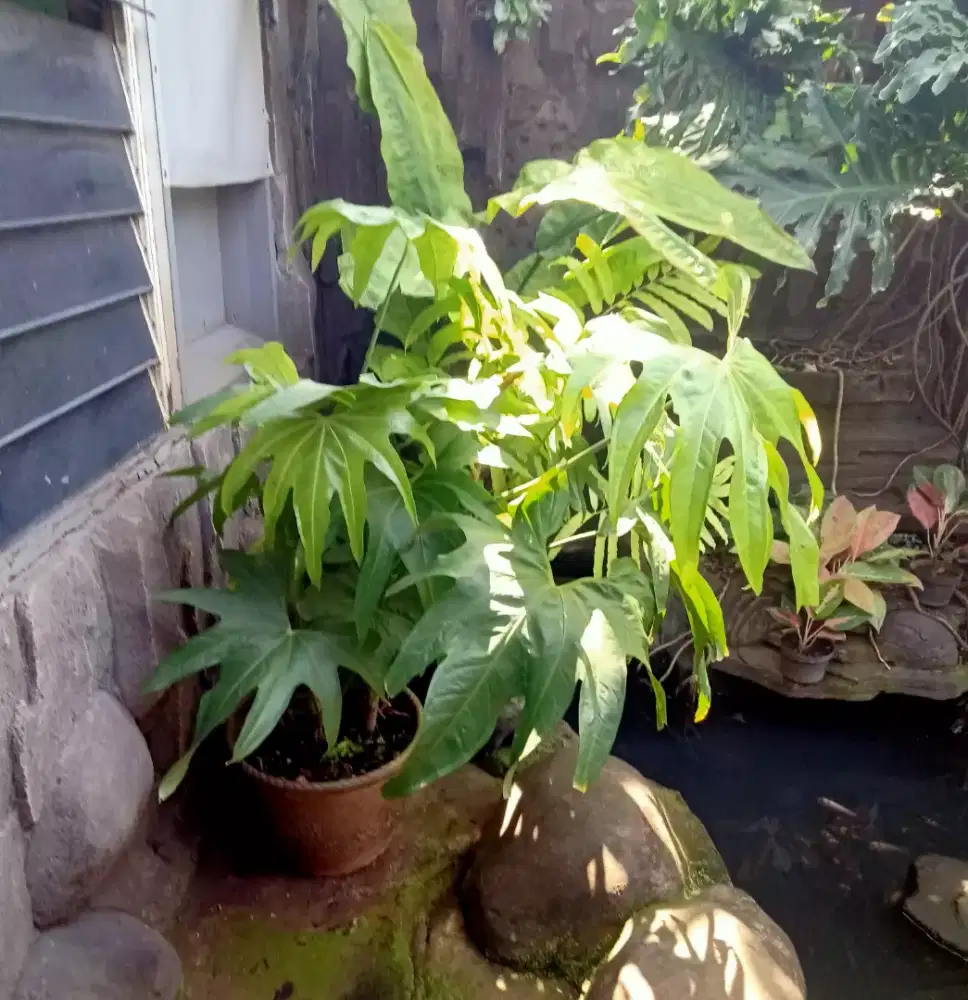 Anthurium jari big size