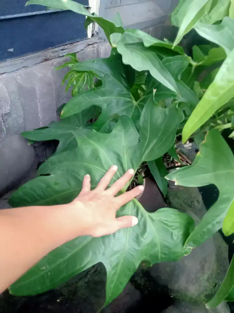 Anthurium jari big size