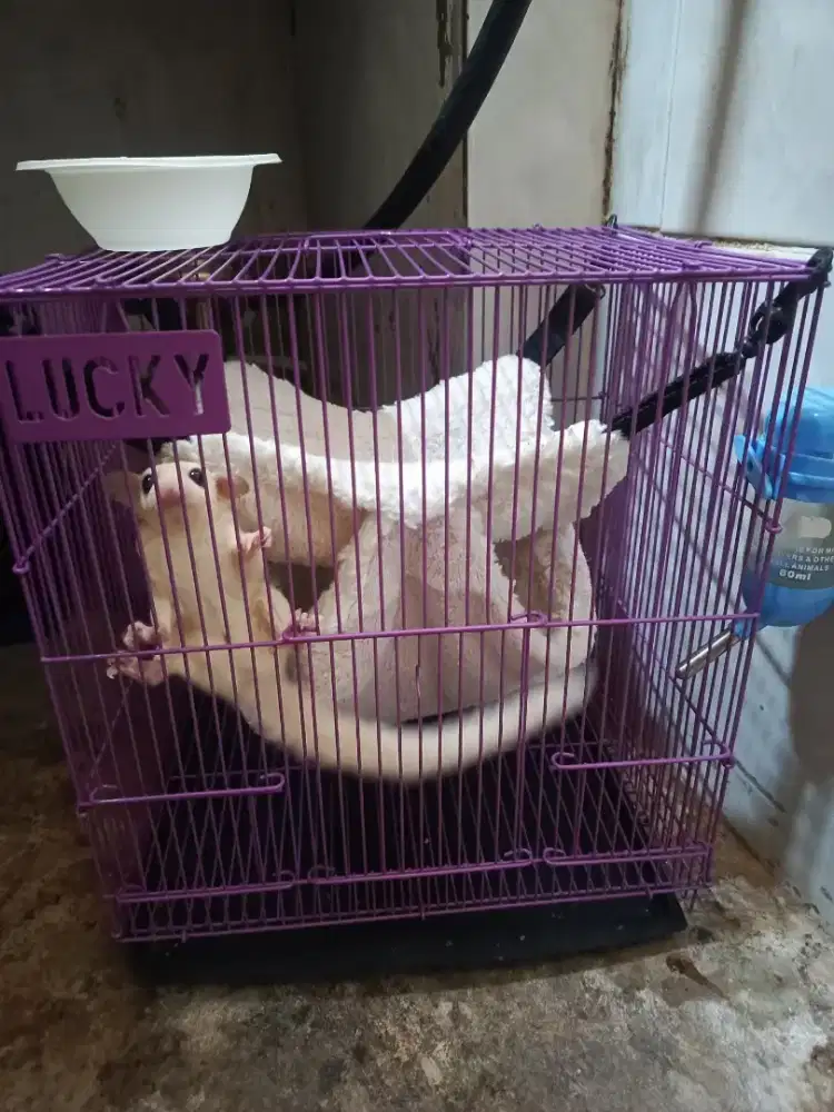 Sugar glider Leucistic lucu