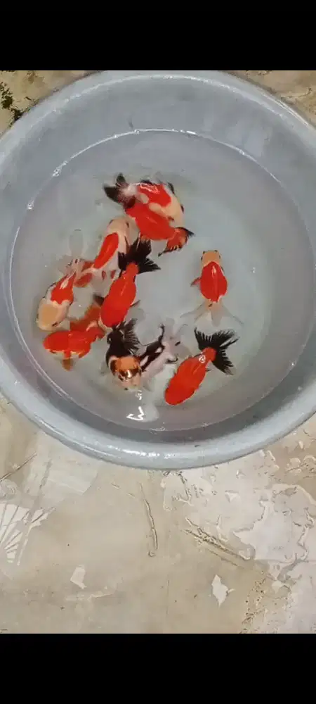 Koki Panda/Trico & Rw