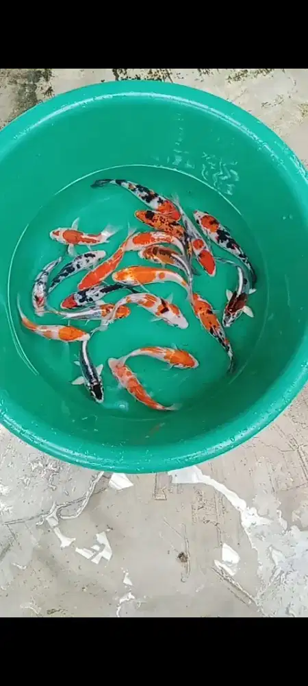 Koi mix size 12-13 cm