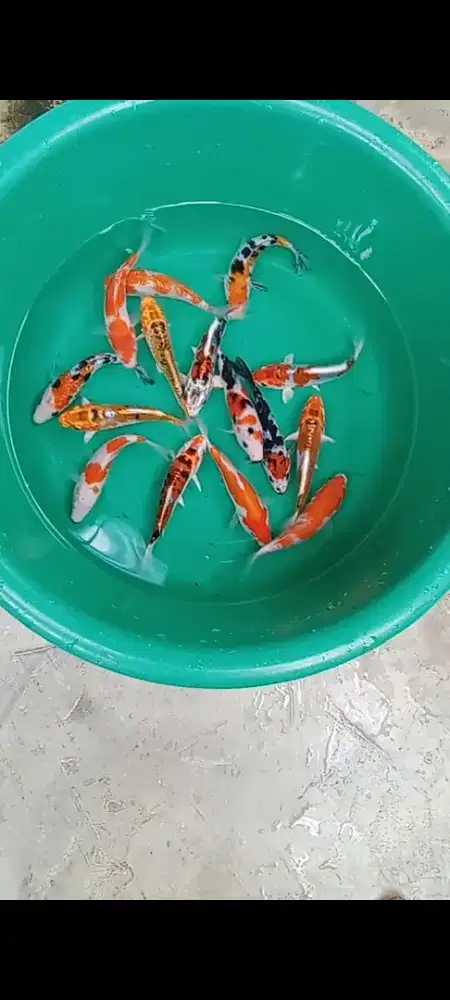 Koi mix paketan 15 ekor