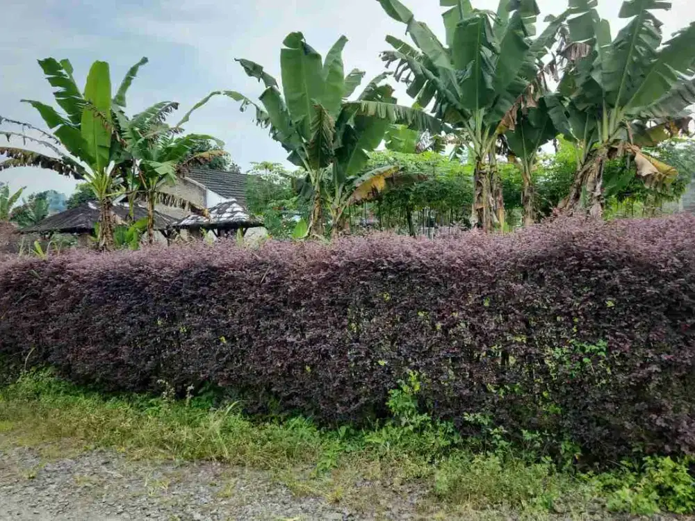 JUAL TANAH MURAH dgn VIEW LANGSUNG GUNUNG SLAMET