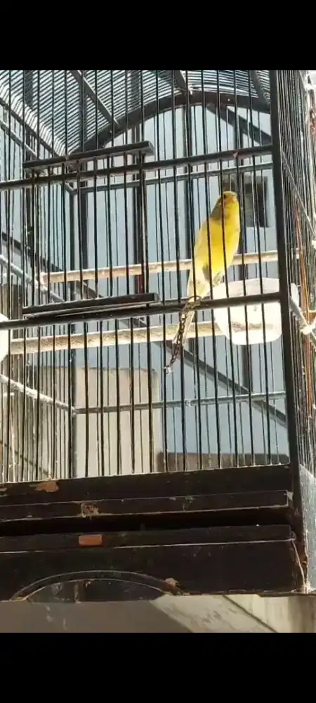 Kenari Jantan AFS BON CERAH