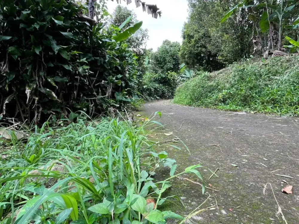 Tanah 1880 m2 + Kandang Ternak Ayam Wanayasa Purwakarta Dijual Murah