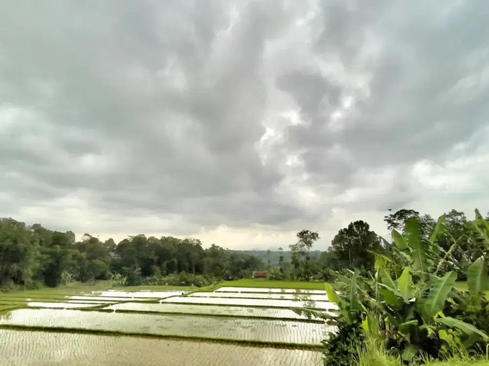 Dijual Murah Tanah Sawah 1 ha Ada Mata Air di Bojong Purwakarta