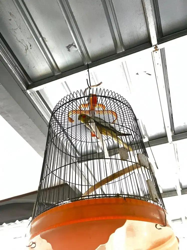 Burung falk australia dewasa + kandang