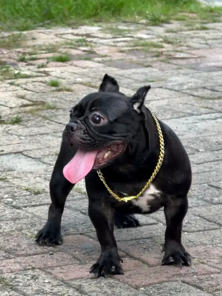 Exotic micro bully female betina calon indukan super anjing sultan