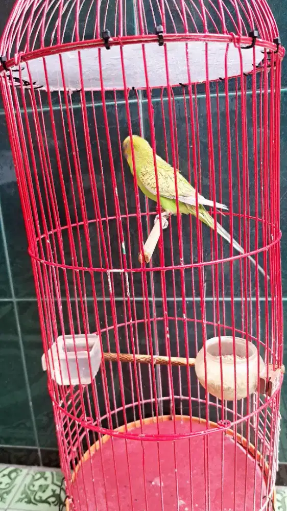 Parkit jantan crewet lobetan