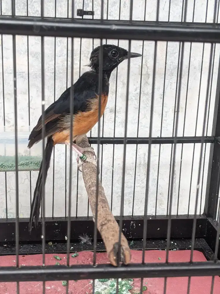 Trotol Murai batu bahorok