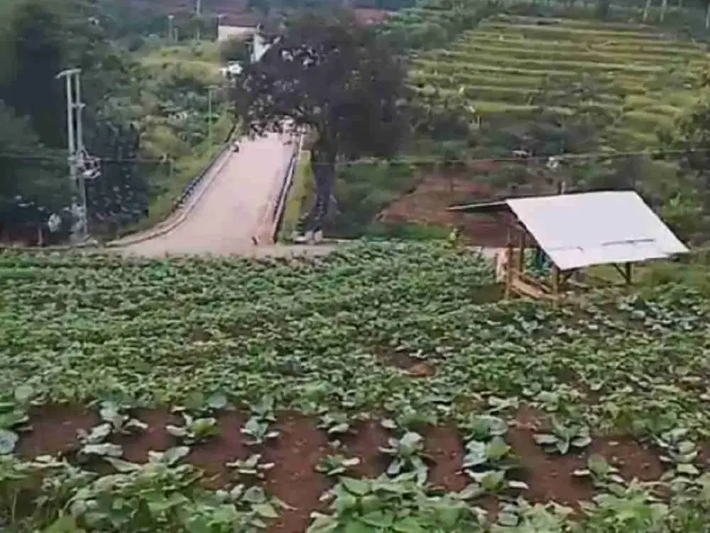 Tanah kebun Cikalong lamajang kab bandung
