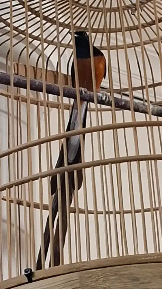 Murai Batu gacor + EKOR panjang KLEWER [Ekor 31 cm] body BIG