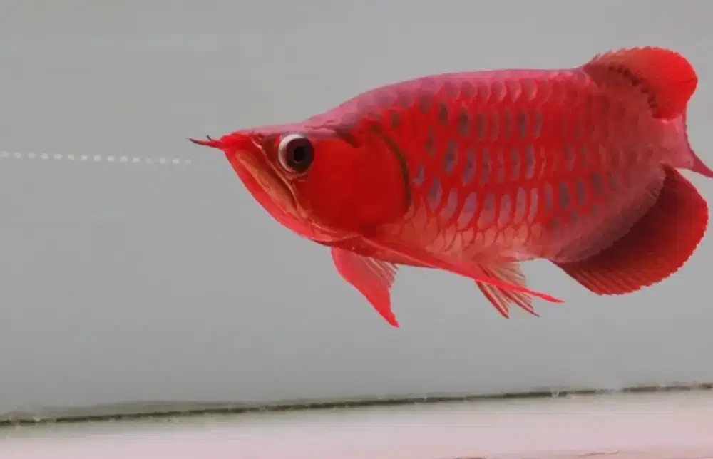 Arwana super red