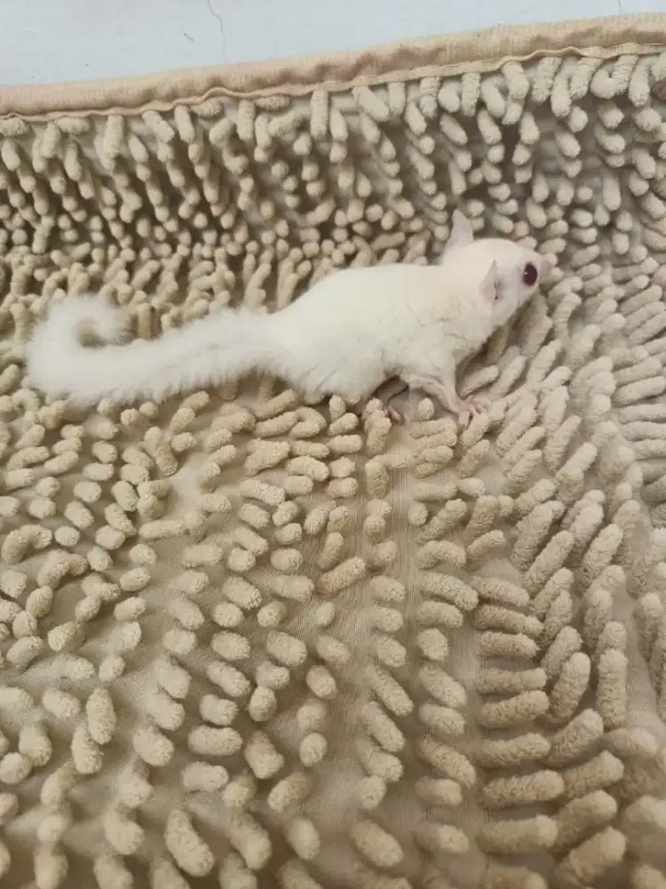 Dijual Sugar Glider Albino Jantan