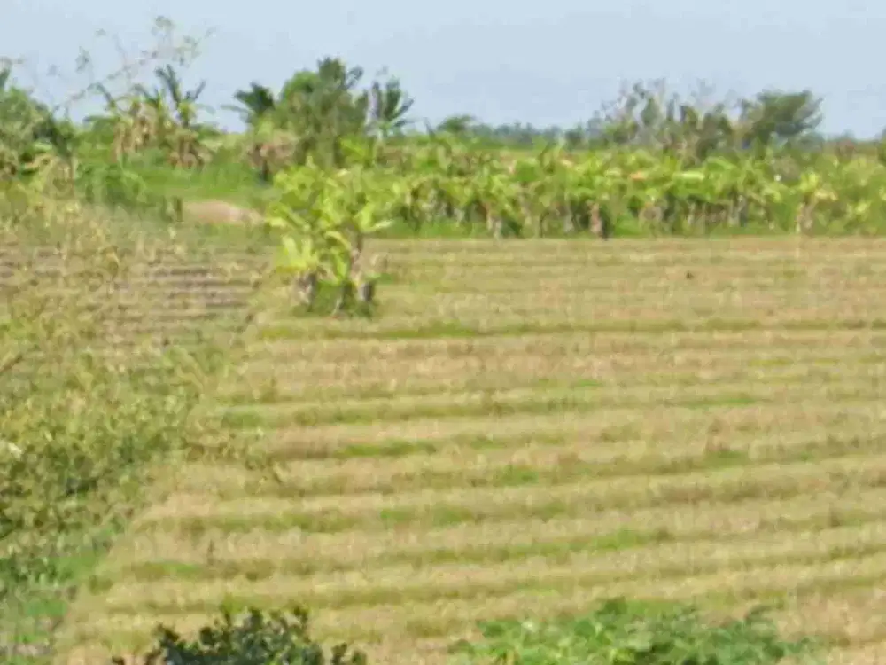 Tanah Zona Kuning View Sawah Terasering dekat Pantai Pasut Bali
