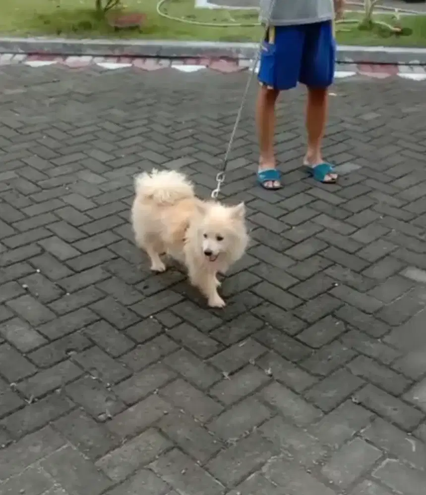 ANJING INDUKAN POM X SAMOYED