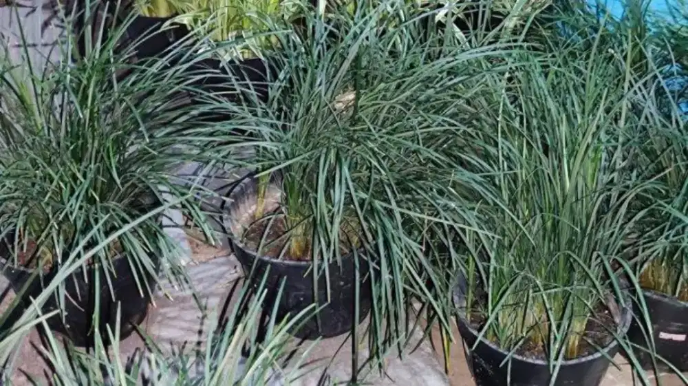 tanaman hias kucai mini