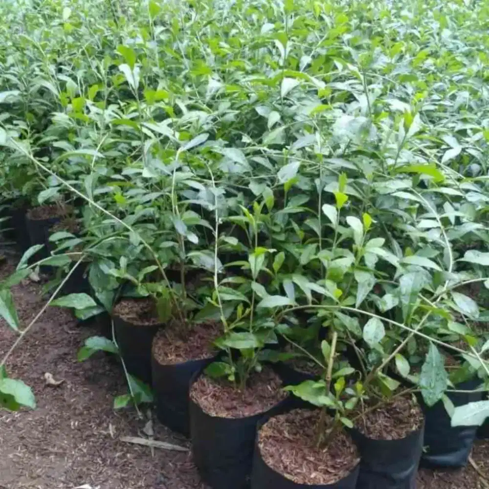 tanaman rambat le Kwan yew