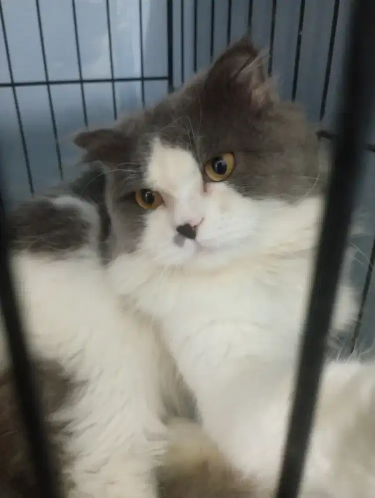 Open adopt Jenis FS x NS