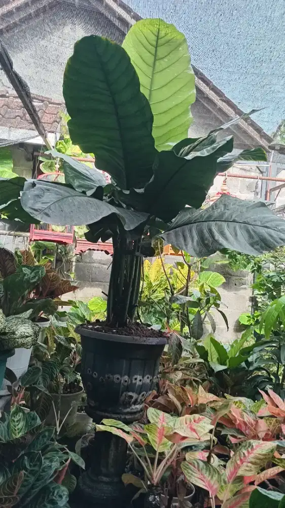 Antorium black hucary sydah bedar