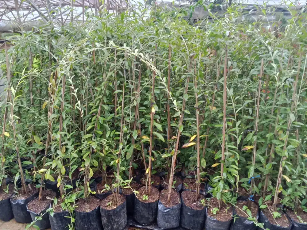 Lee Kwan yew tanaman