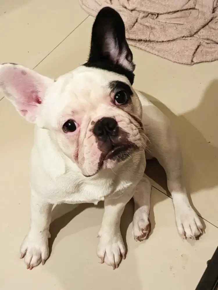 Dijual Frenchie jantan remaja lucu dan pintar
