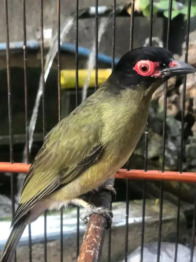 Ara mata merah mulus purtotal rawatan