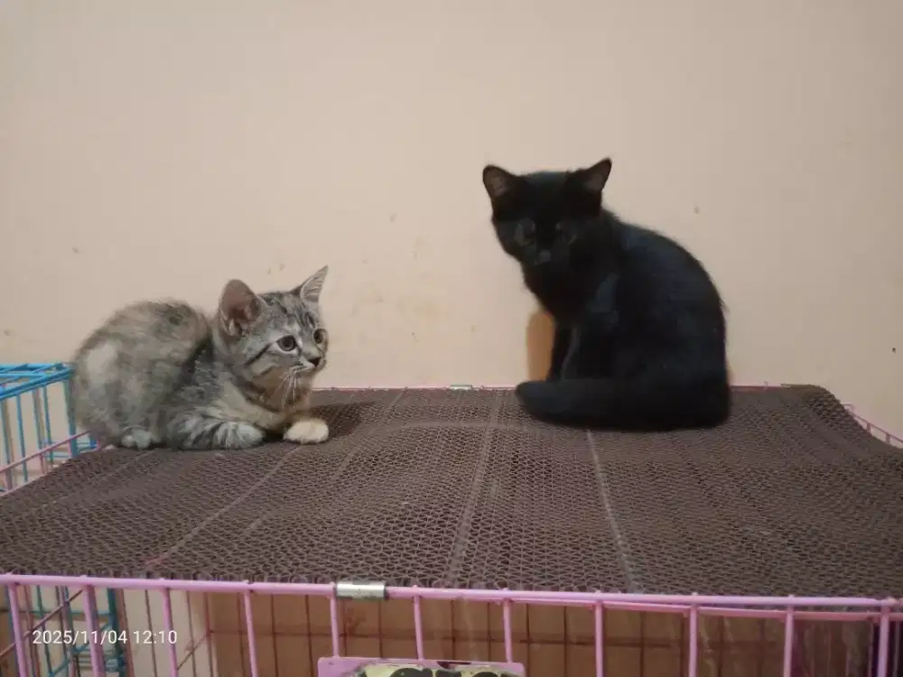 Kucing Persia Jantan betina Umur 2bulan, sehat lucu imut lincah