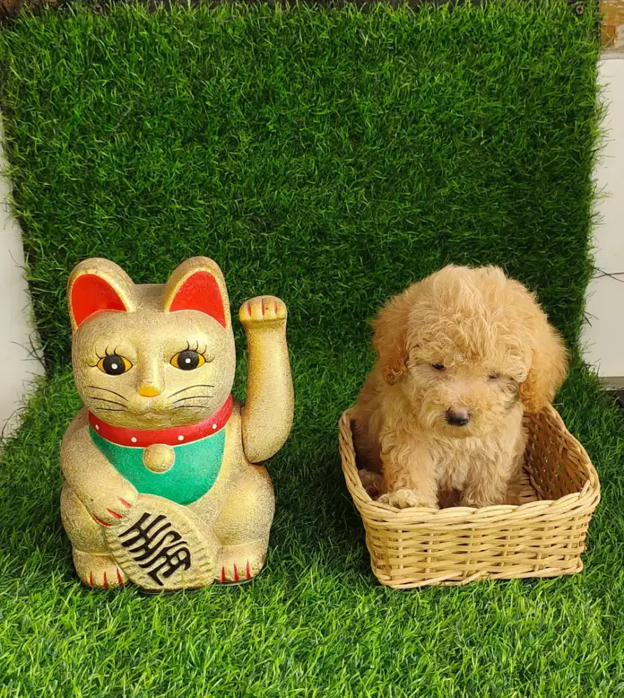 Super tiny poodle vaksin