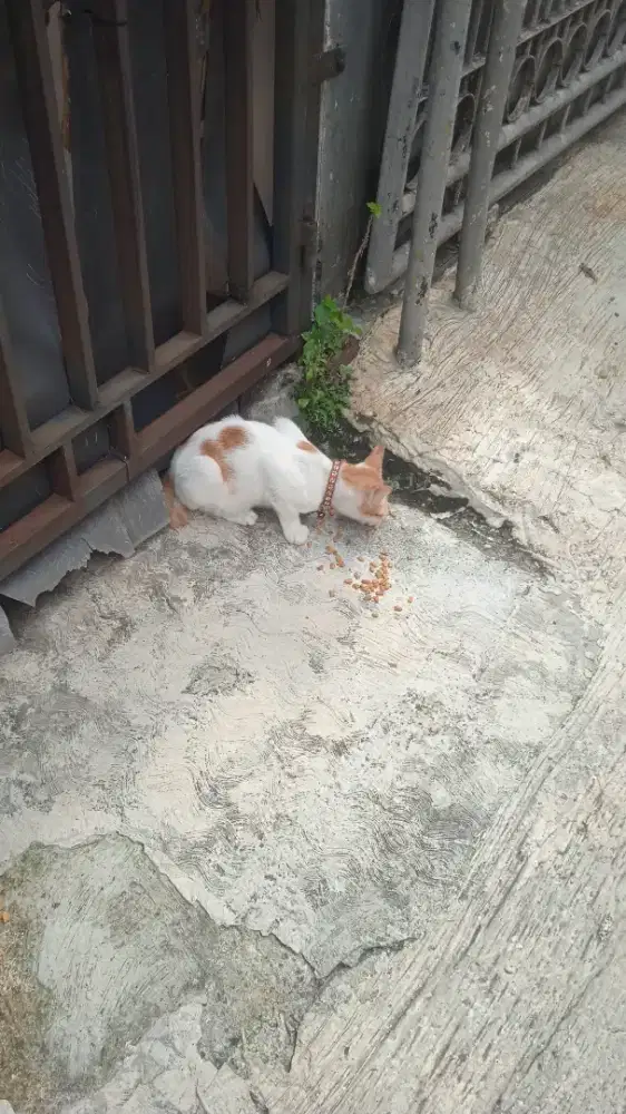 Lpas adop oyen usia 3 bln jantan