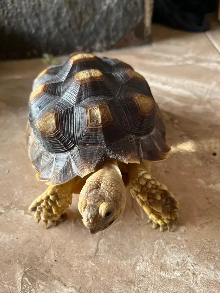 KURA KURA SULCATA SEHAT LINCAH 20cm