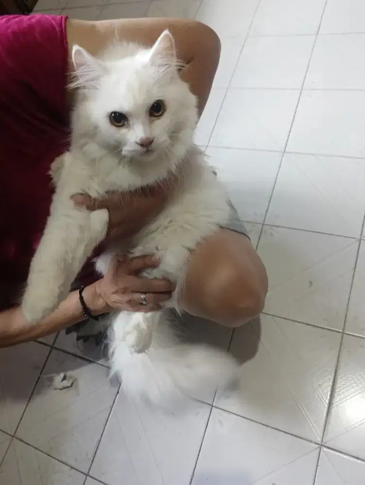 Kucing Persia Jantan&Betina