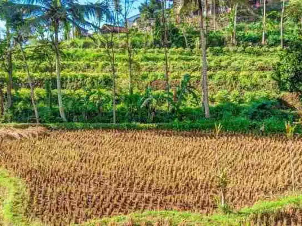 sawah subur cijambu tanjungsari 90 tumbak