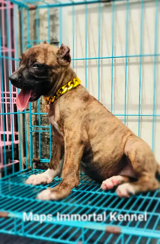 American Pitbull Harga Terjangkau