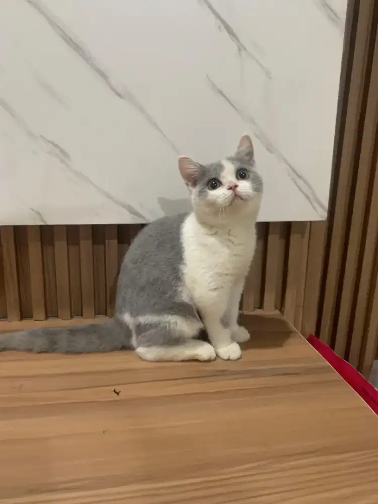 BSH Bicolor Female 5 bulan