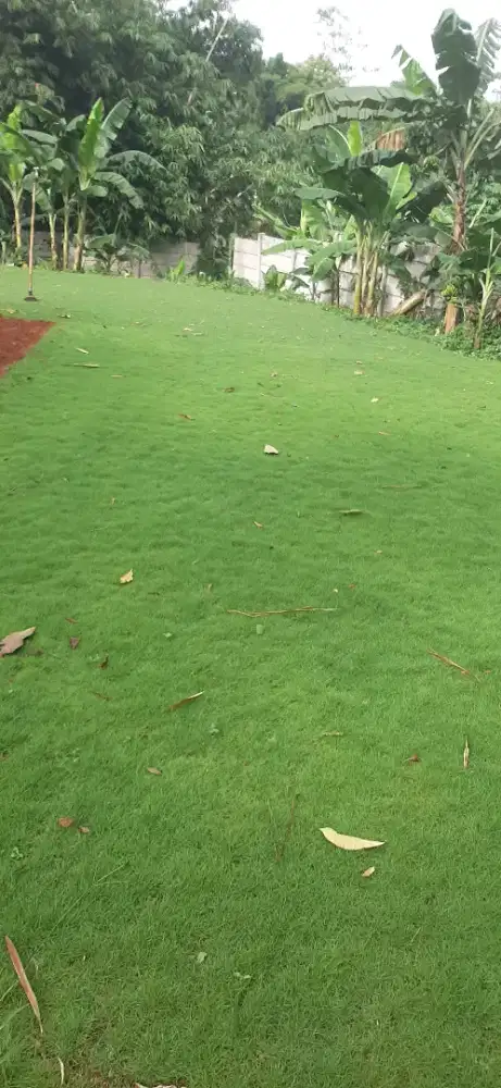 RUMPUT swiss dan gajah mini