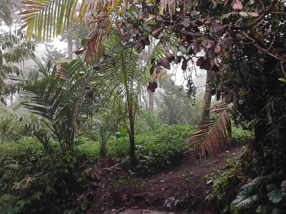 Jual Cepat Tanah SHM Murah di Girikerto Turi u/villa