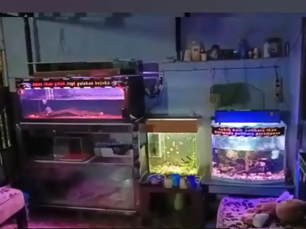 akuarium bekas bagus
