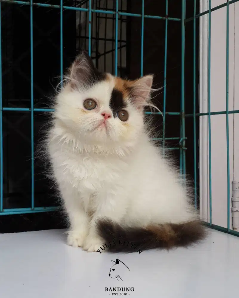 Kitten Persia Mediumhair Betina