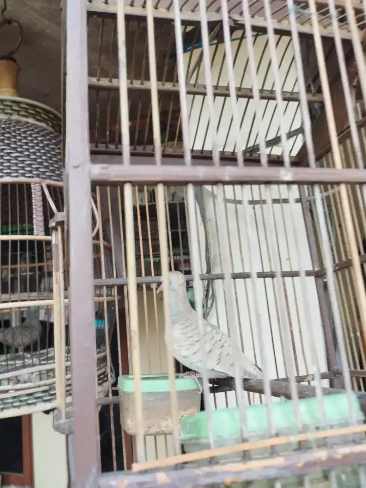 Perkutut silver rajin bunyi