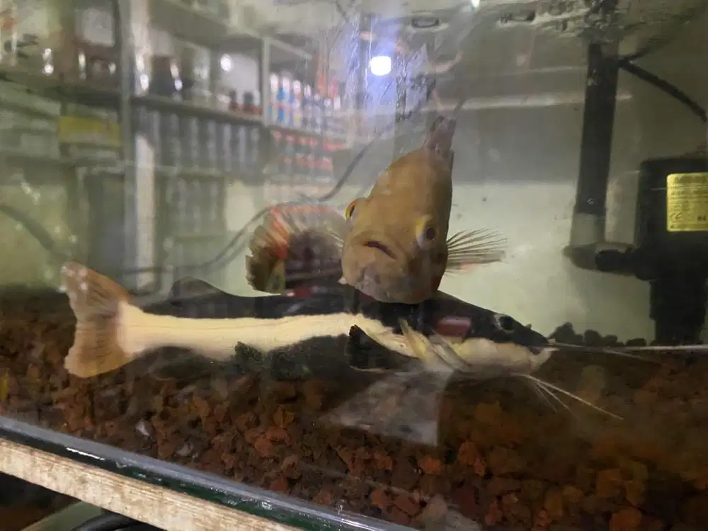 RED TAIL CATFISH