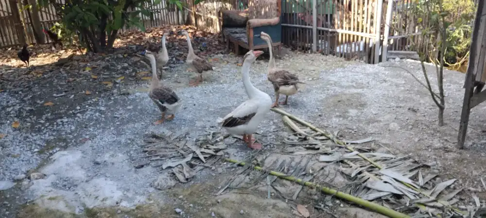 Sepasang Angsa benggala