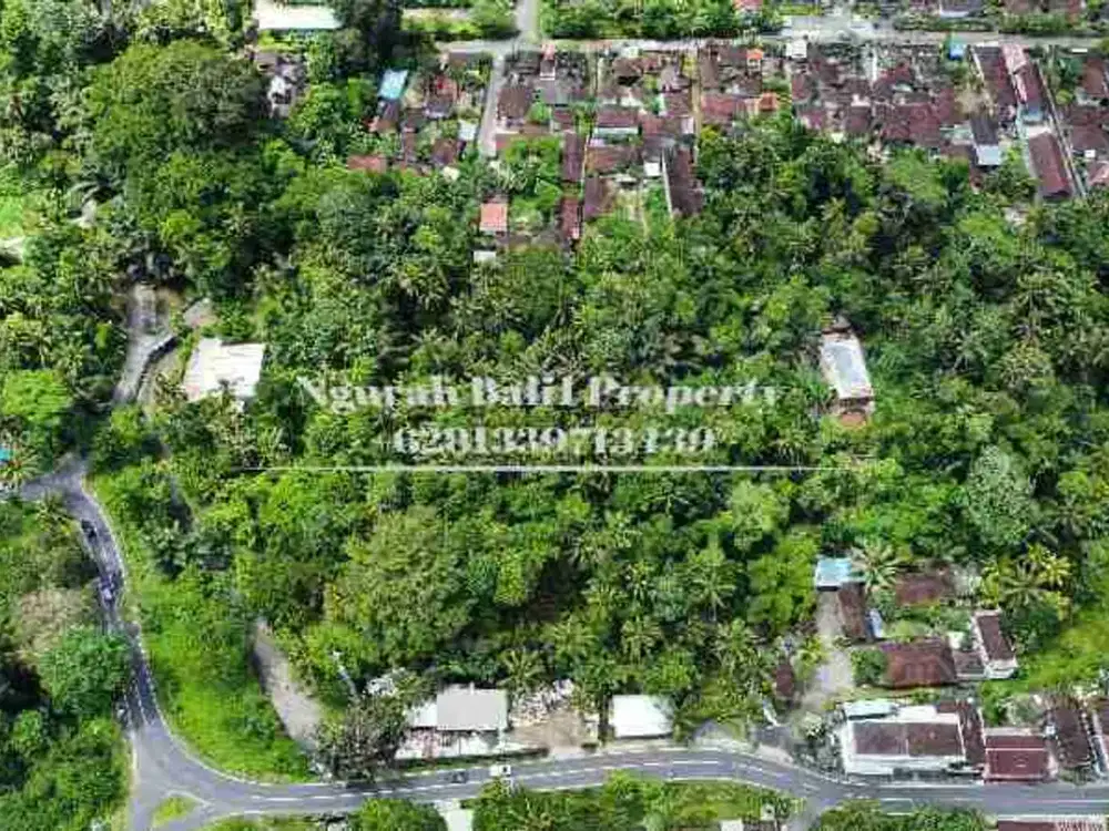 BUC Murah Disewakan Tanah Luas 30,70 Are View Kebun Kawasan Villa di Ubud - Thumbnail 5