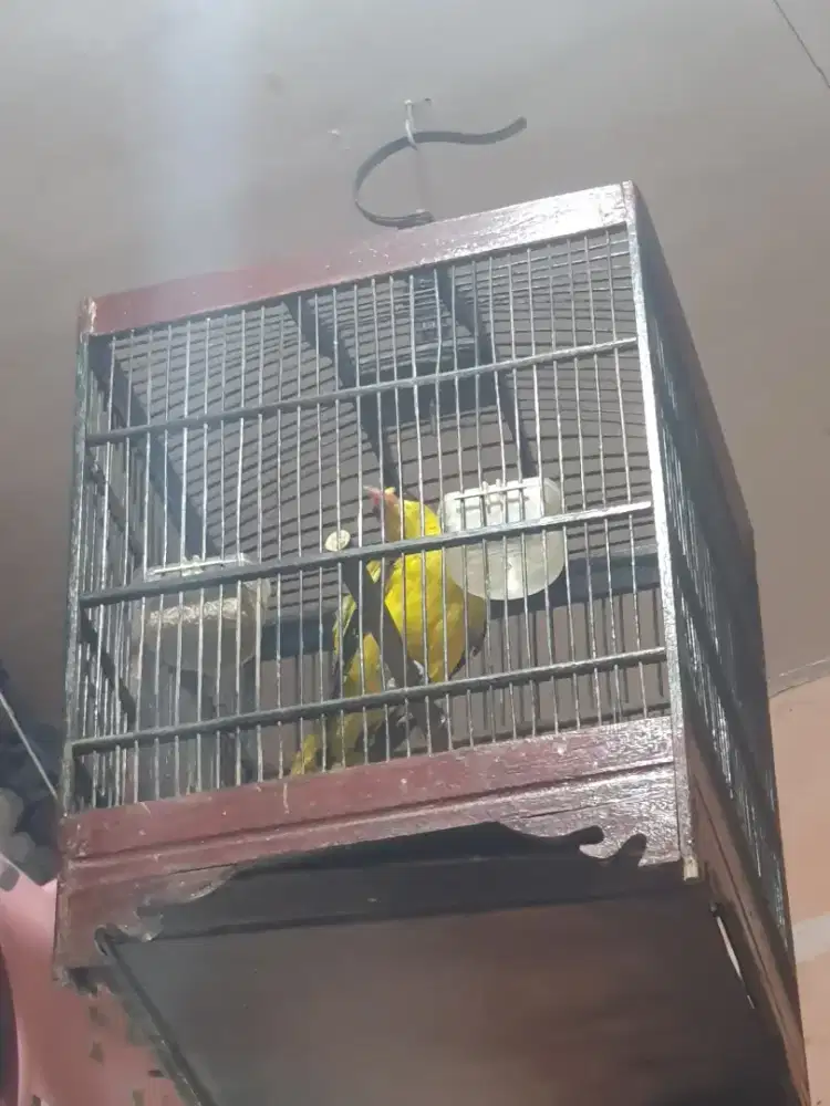 TERLARIS BURUNG KEPODANG SUMBAWA BISA KIRIM KESELURUH INDONESIA