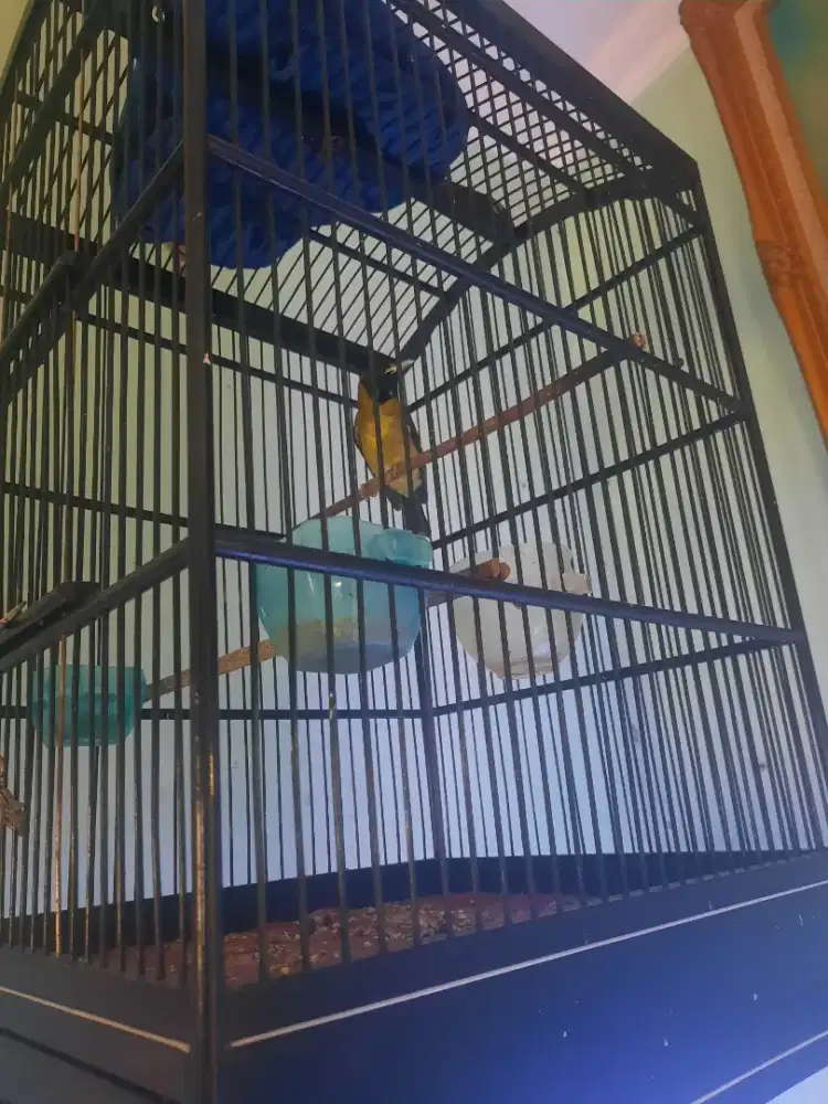 Samyong Gacor Baru rapih mabung body big Jinak...