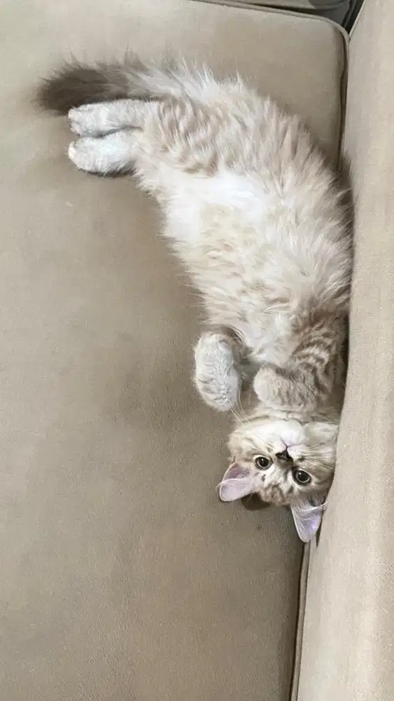 Open adopt/adopsi kucing betina NS munchkin X himalaya