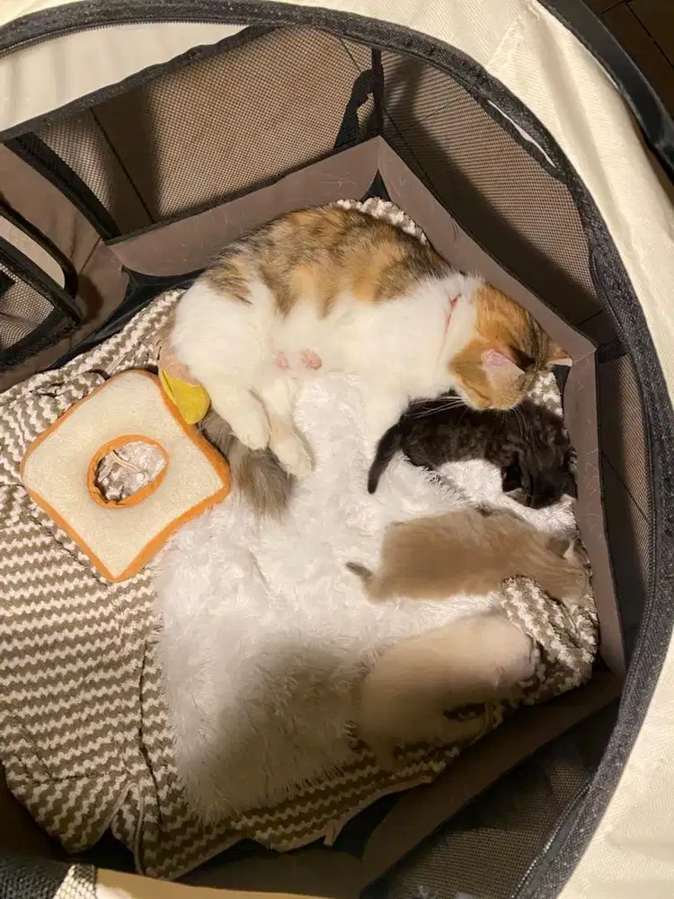 Open adopt/adopsi kucing jantan NS munchkin X himalaya