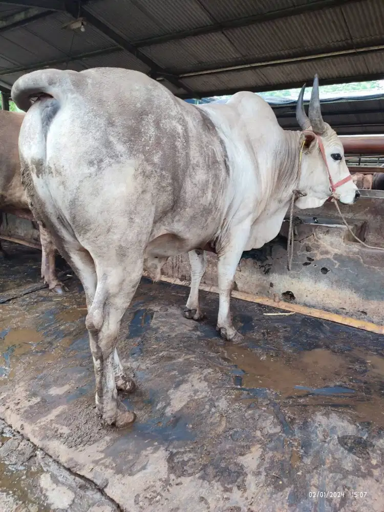 sapi jantan 500kiloan siap potong nazar hajatan sedekahan jamin manteb