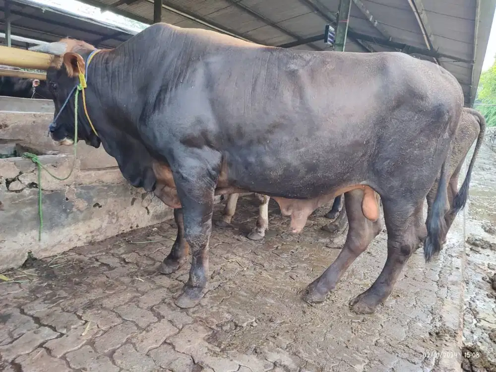 sapi potong 500kiloan siap hajatan nazar sedekahan syukuran jamin puas